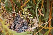 A painted honeyeater chick in a nest. Painted Honeyeater nest2.JPG