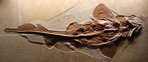 Fossil of a shark preserved in bottom-up view