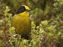 A. p. papallactae
Papallacta Pass, Ecuador Pale-naped Brush-Finch.jpg