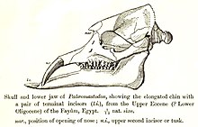 Tête de Palaeomastodon.