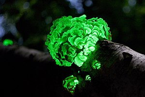 Panellus stipticus, one of about 112 known species of bioluminescent fungi PanellusStipticusAug12 2009.jpg