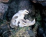 A lion's skull, a typical carnivore