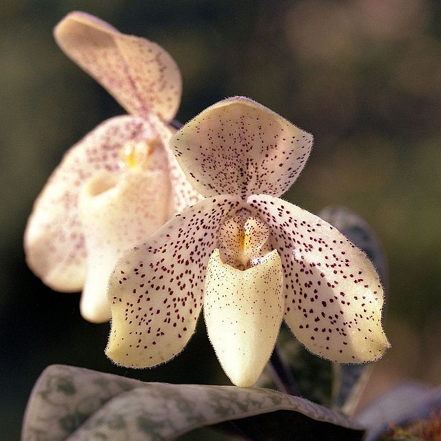 Paphiopedilum – Wikipédia, a enciclopédia livre