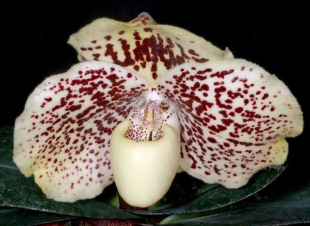 Paphiopedilum sublaeve