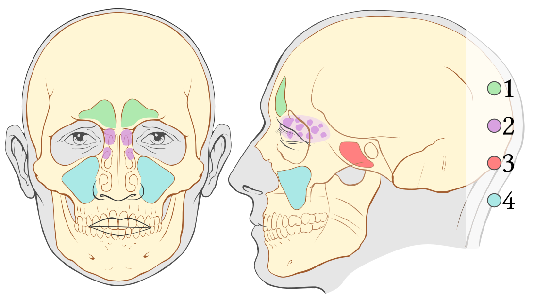 Skeletal pneumaticity