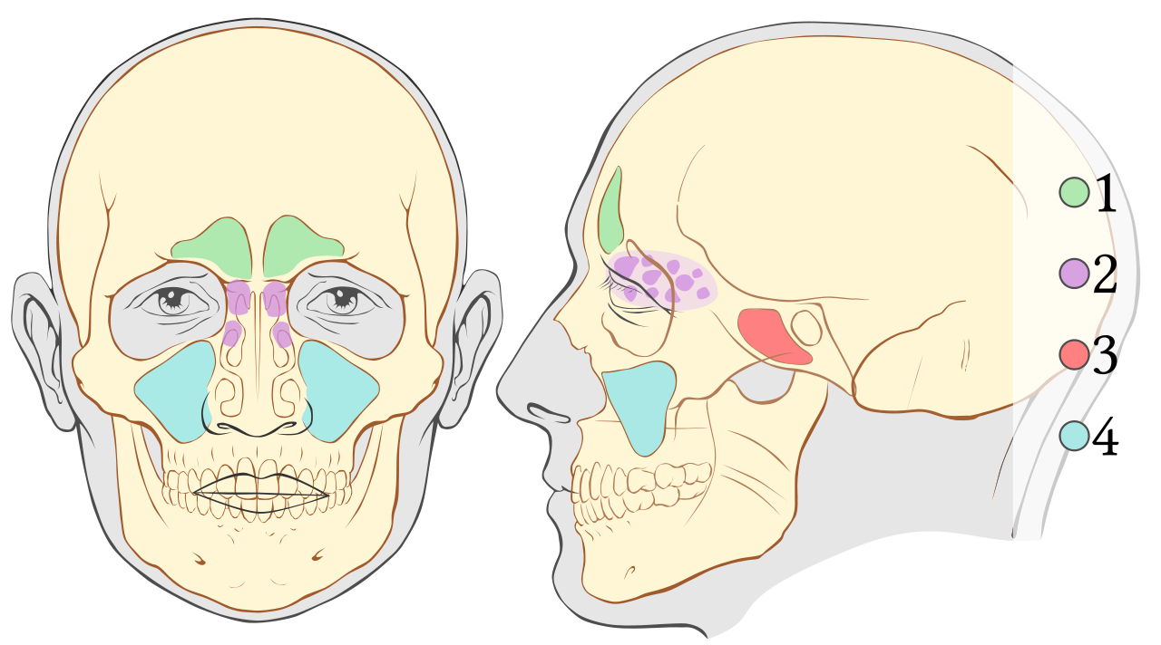 Sinus frontal — Wikipédia