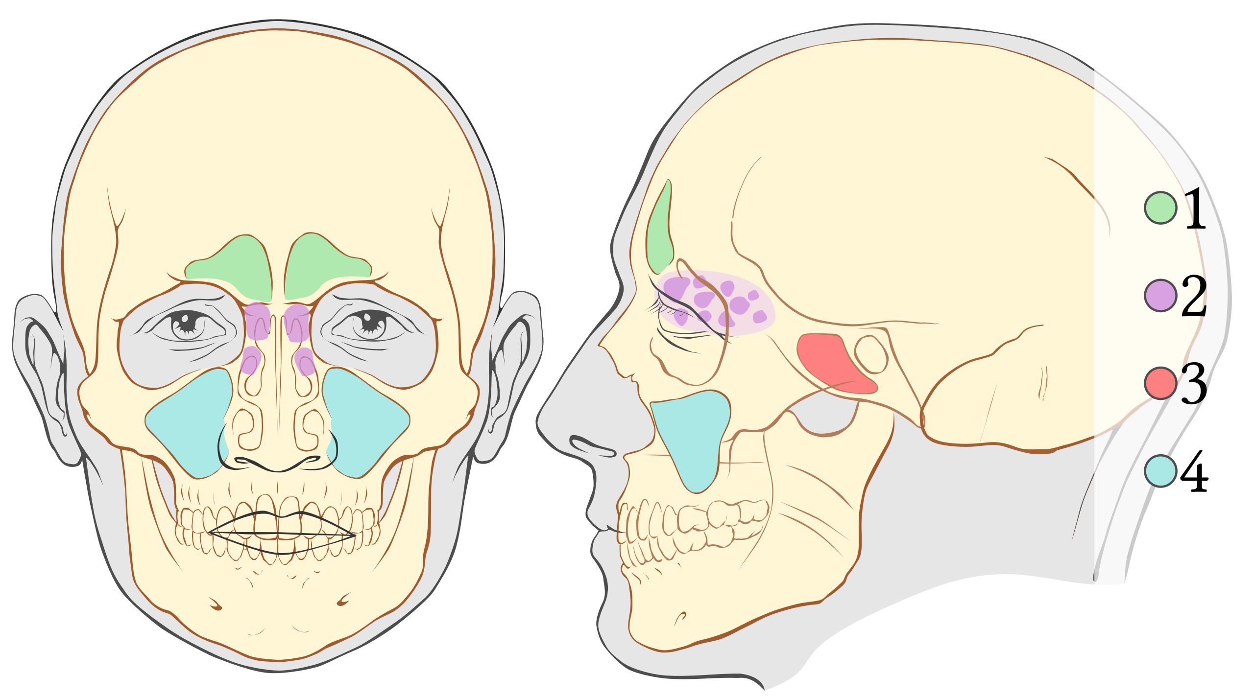 paranasal sinuses