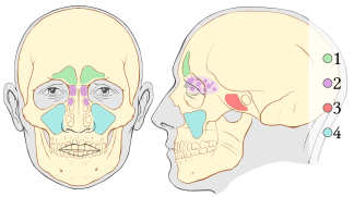 Paranasal sinuses numbers.svg