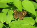 Waldbrettspiel (Pararge aegeria)