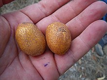 Parinari nonda fruit.jpg