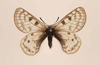 <i>Parnassius simonius</i> Species of butterfly