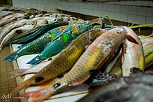 Parrotfish (Sparisoma viride) shown to be lined up at a market Parrot Fish (105664879).jpeg