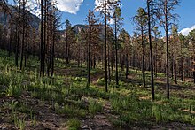 Partially burned forest along trail 223 in the Pecos Wilderness. Hermits Peak is visible in the distance Partially burned forest along trail 223 in the Pecos Wilderness of the Santa Fe National Forest. Hermits Peak is visible in the distance.jpg