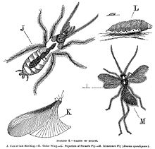 Illustration of Evania appendigaster (lower right) and its pupa (upper right) as parasitoids of the American cockroach (Periplaneta americana) Parts of roach (3).jpg