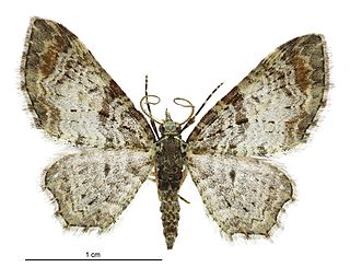 <i>Pasiphila aristias</i> Species of moth