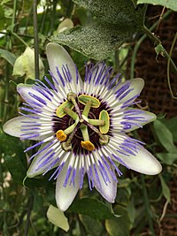 Passiflora Caerulea