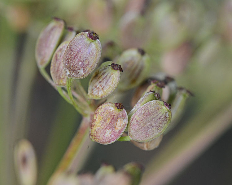 File:Pastinaca sativa subsp. sativa fruits, pastinaak vruchten (3).jpg