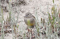 Patagonian Yellow-Finch (Sicalis lebruni) (15935713886).jpg