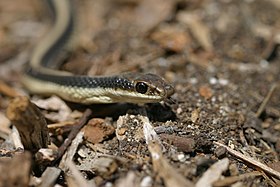 Patch-Nosed Snake (11970136165).jpg