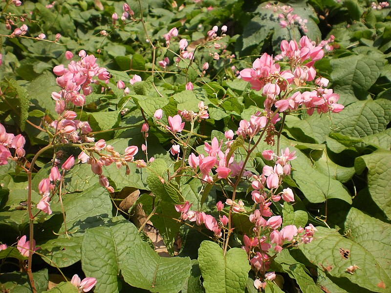 File:Pavizhavalli-Coral Vine.JPG