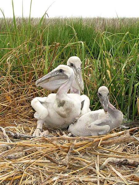File:Pelecanus occidentalis -Chesapeake Bay, Maryland, USA -chicks in nest-8.jpg