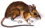 Thumbnail for Pemberton's deer mouse