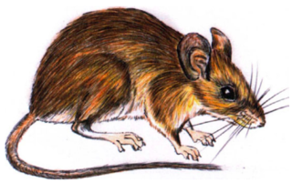 <span class="mw-page-title-main">Pemberton's deer mouse</span> Extinct species of rodent