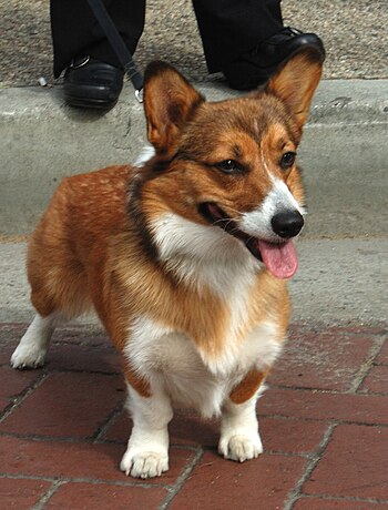 A Pembroke Welsh Corgi.