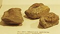 Fossile di Pemphix sueuri