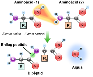 Aminoàcid: Història, Estructura general, Presència i funcions en bioquímica