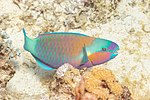 Thumbnail for Rusty parrotfish
