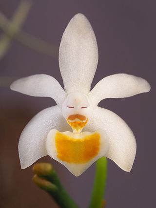 <i>Phalaenopsis malipoensis</i> Species of epiphytic orchid