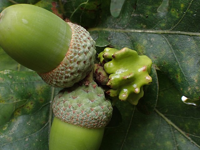 An oak knopper gall