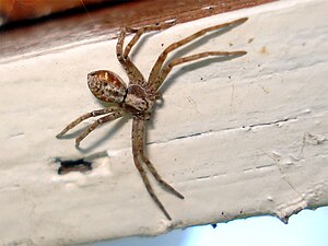 Philodromus cespitum.jpg