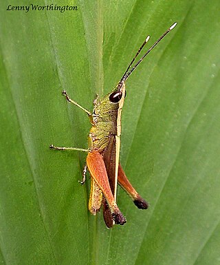 <i>Phlaeoba antennata</i> Species of grasshopper