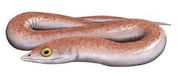 Phlegethontia.jpg