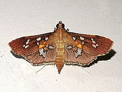 Phostria varialis.jpg