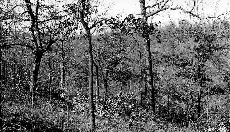 File:Photograph of a Moderately Cut Oak Stand - NARA - 2127920.jpg