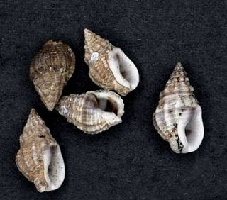 <i>Phrontis polygonata</i> Species of gastropod