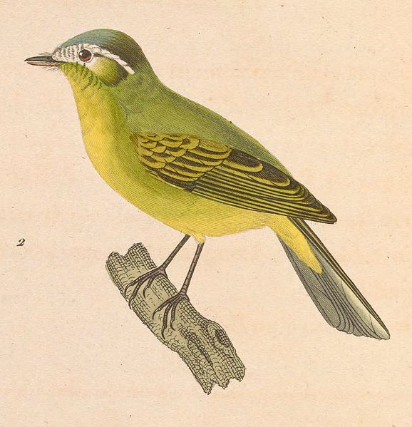 File:Phylloscartes eximius 1838.jpg