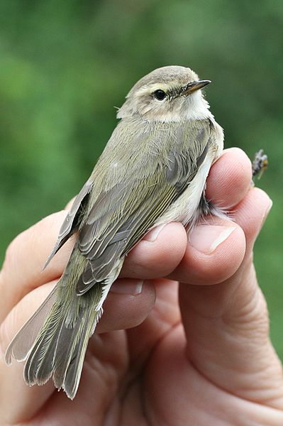 File:Phylloscopus collybita tristis (Phylloscopidae) (Siberian Chiffchaff), Chorokhi Delta, Georgia.jpg