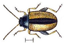 Phyllotreta armoraciae Reitter-1912 bugs3148.jpg