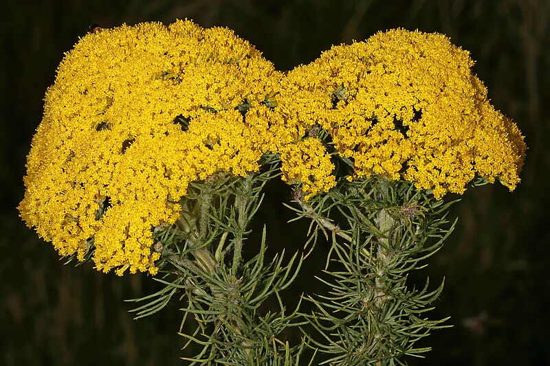 File:Phymaspermum acerosum 1DS-II 1-6967.jpg