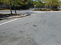 A pigeon in the parking lot. I don't think this was a racing pigeon, but I don't really care.