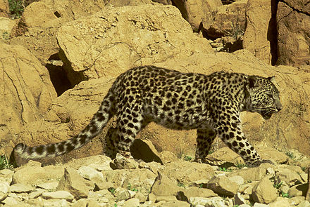 Какие хищники водятся. Аравийский леопард. Синайский леопард. Анатолийский леопард.
