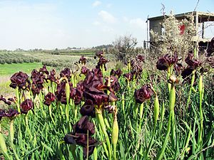 אירוס הארגמן