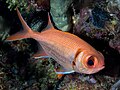 Pinecone soldierfish (Myripristis murdjan) (43372443202).jpg