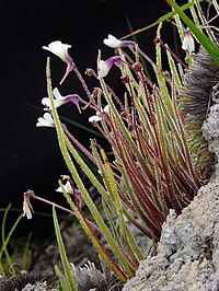 Pinguicula heterophylla Pinguicula heterophylla.jpg