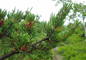 Foliage, pollen cones (left), immature seed cone (lower center). Maine.