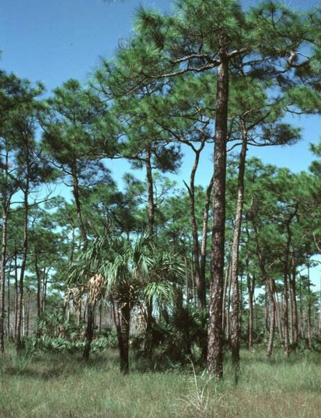 File:Pinus elliottii densa.jpg